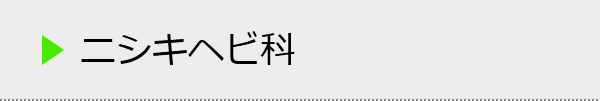 ニシキヘビ科の種類一覧