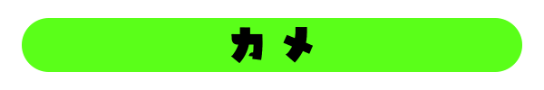 カメの種類一覧