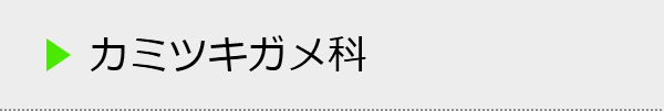 カミツキガメ科の種類一覧