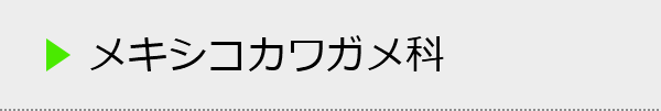 メキシコカワガメ科の種類一覧